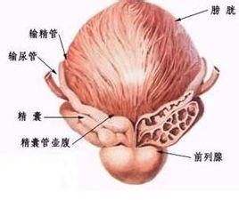 淋病的危害有哪些