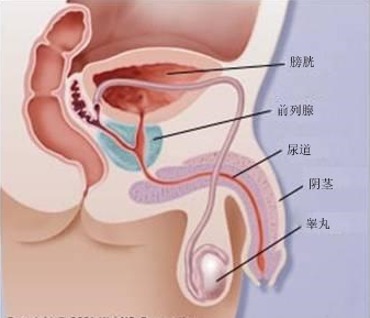 引发射精功能障碍的原因是什么