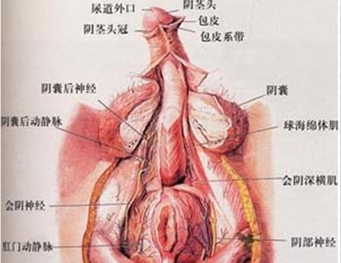 生殖器疱疹的临床表现有哪些