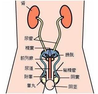 尿路感染的危害有哪些