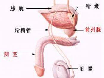 附睾炎的危害有哪些