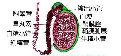 怎样预防附睾炎