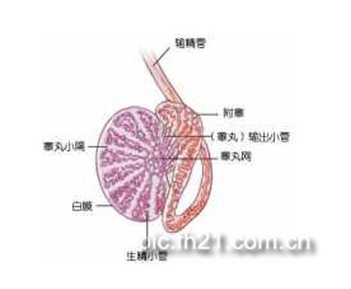 如何预防淋病