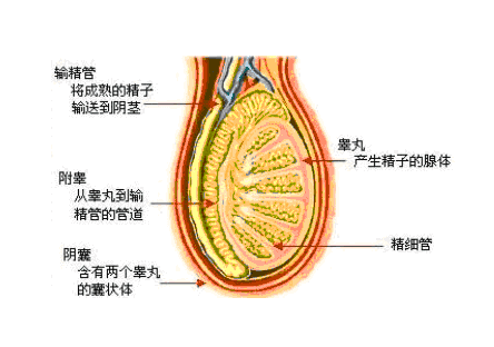 精囊炎的危害