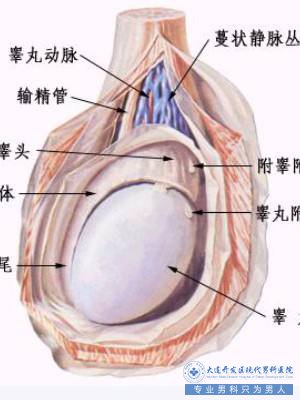 睾丸癌的病因