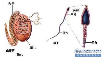 精囊炎患者的自我护理