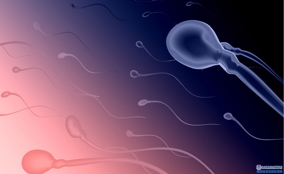 男人要如何呵护精子